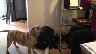 Monarch Mascots - Please Adopt