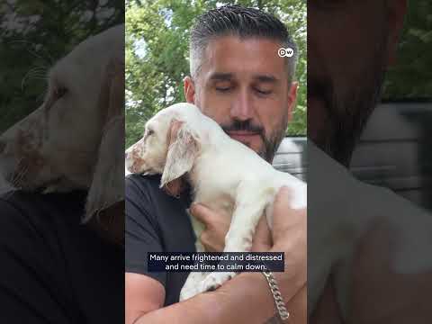 Saving the animals left behind by France's wildfires | DW News