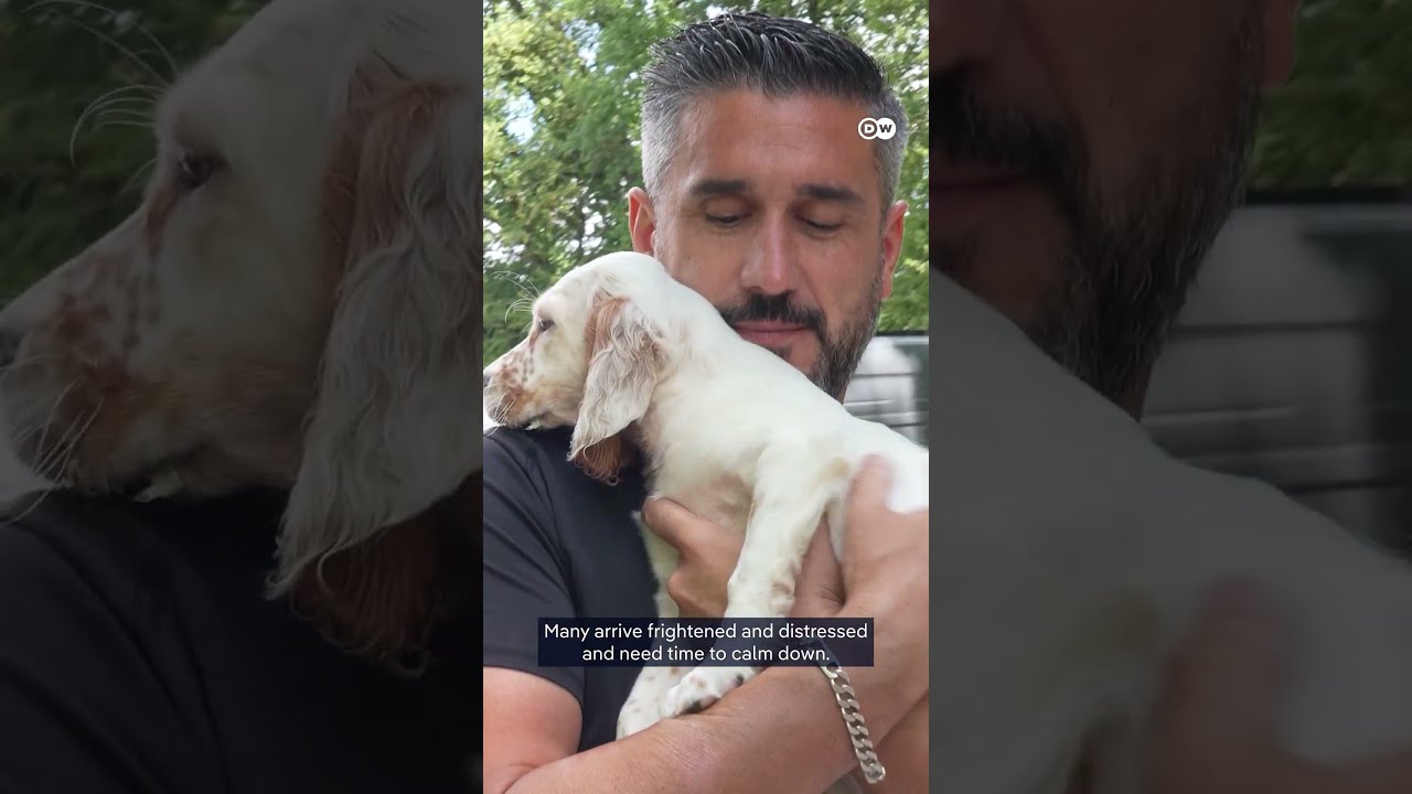 Video: David rescues pets and horses from Bordeaux-area wildfires