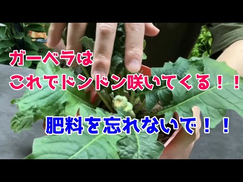 ガーベラ 植物