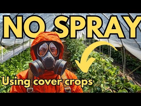 BIOFUMIGATE YOUR HIGH TUNNEL WITH MUSTARD COVER CROPS - NO TILL METHOD!
