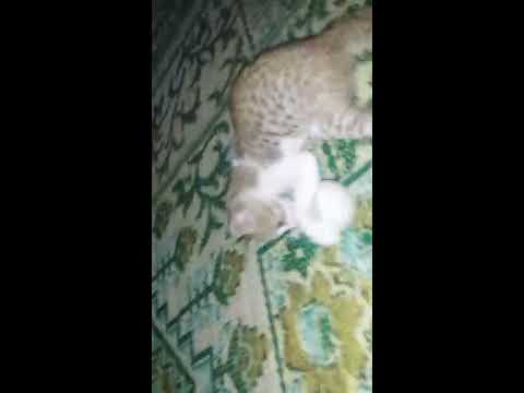 The Cat Show (Best Universities and Colleges of World - Free Admission)