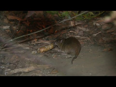 NYC’s Ongoing War On Rats