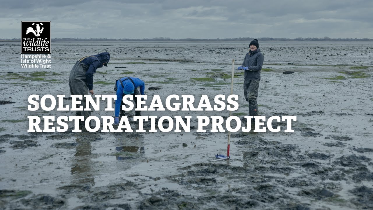 Solent Seagrass Restoration Project