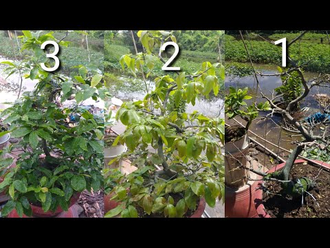 Xem Lại Cây Mai Xuống Lá Tháng 7, Phần 3