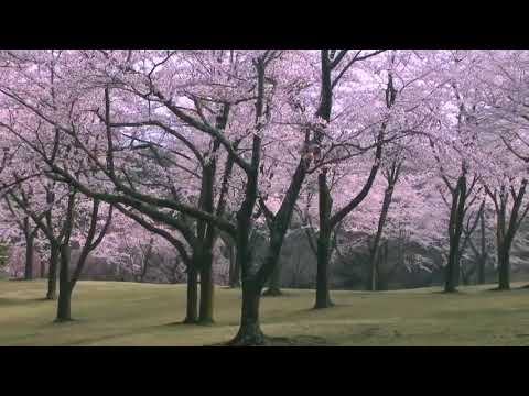 Sao tôi vẫn yêu em miệt mài Sheet - Diệp Chí Huy