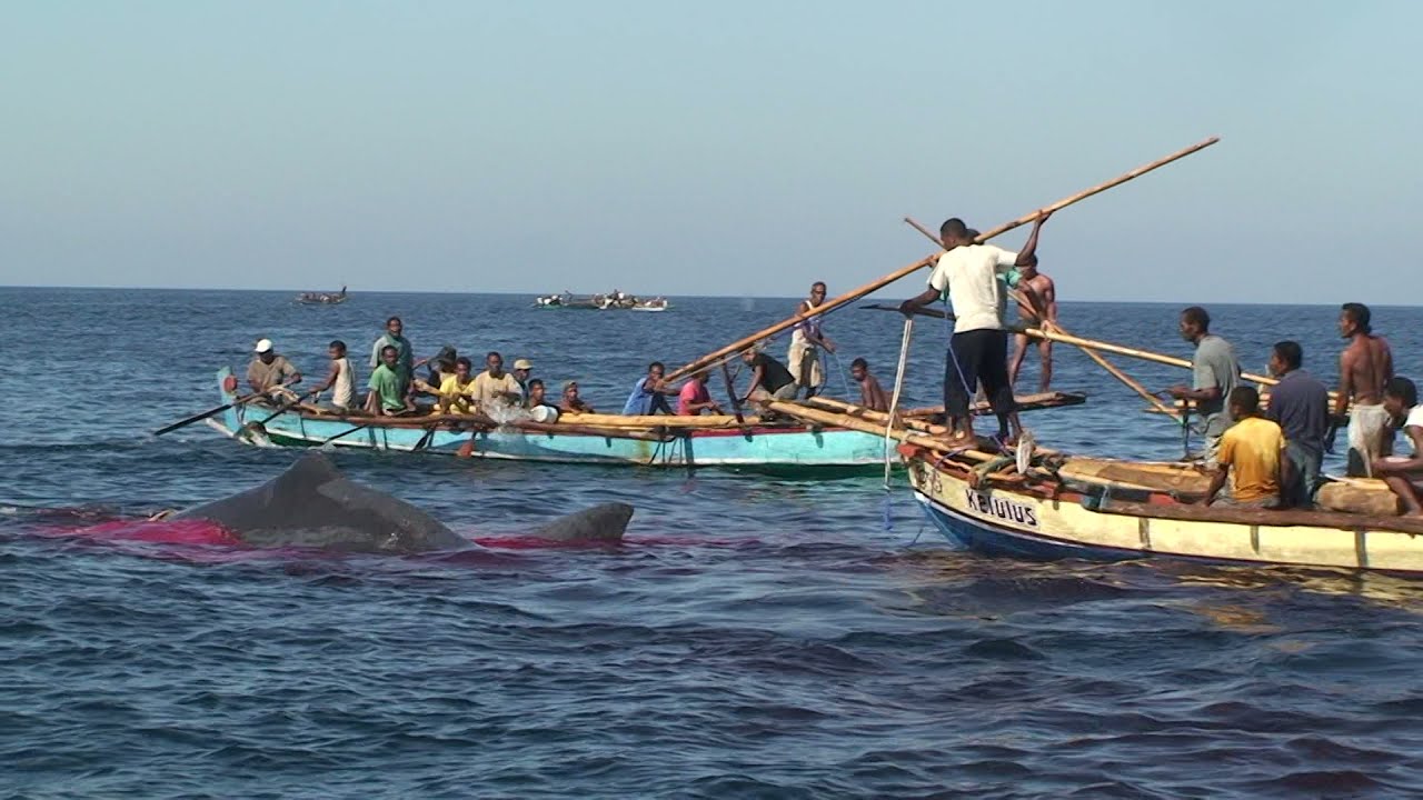 ラマレラのクジラ獲り