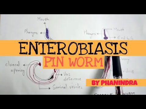 Enterobiosis, ahonnan a kenet kerül