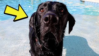 LABRADOR’S FIRST POOL DAY OF THE SUMMER!!