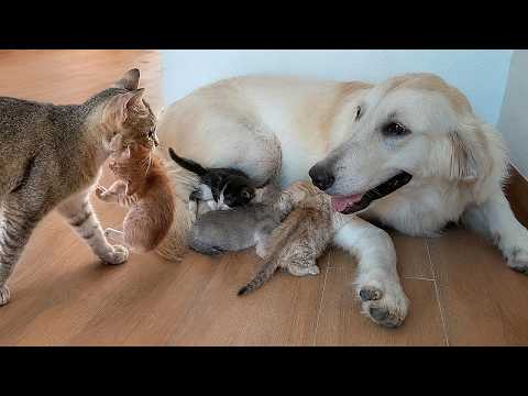 YouTube 썸네일