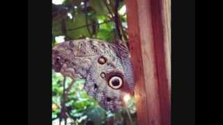 Robert Plant And Alison Krauss- Polly Come Home