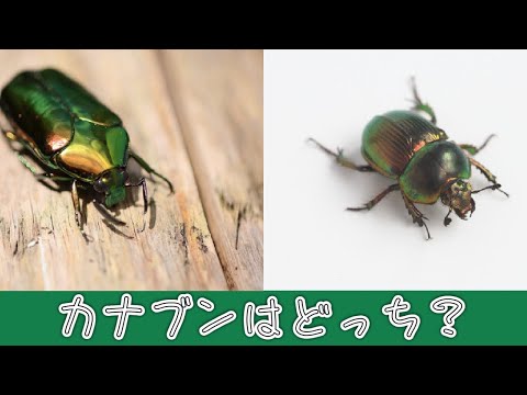 菜園の土の中の幼虫の幼虫