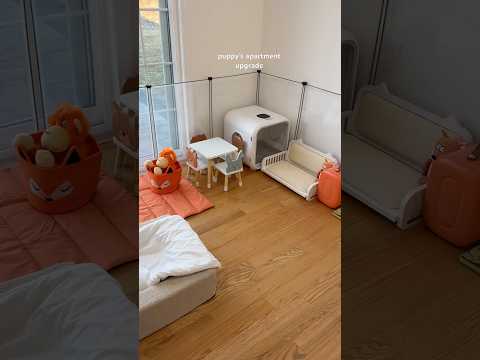 puppy’s apartment upgrade 🐾🐶 #puplove #dog #poodle #asmr #shorts