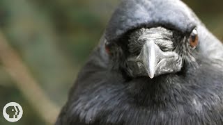 You&#39;ve Heard of a Murder of Crows. How About a Crow Funeral? | Deep Look
