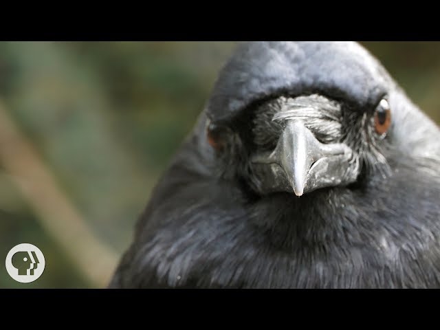 Videouttalande av crow Engelska