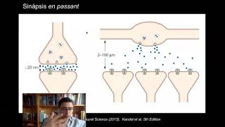 Sistemas Neuromoduladores Parte 1 - Generalidades (16/9)