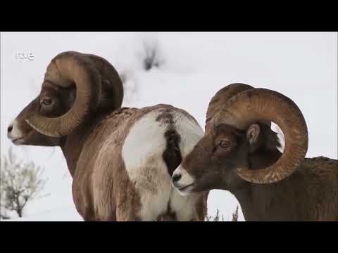 Los LOBOS de YELLOWSTONE - Documental Completo 2022