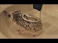 My Hedgehog Gets A Bath