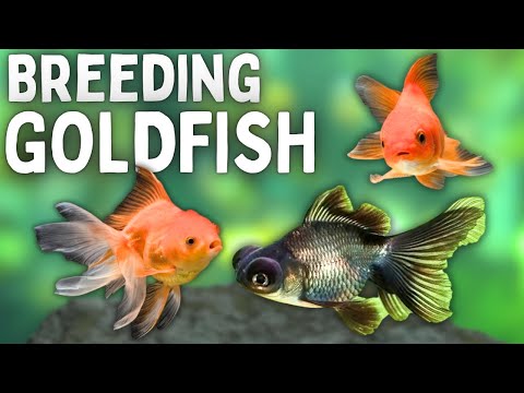 Breeding Goldfish for the First Time… and It Worked!