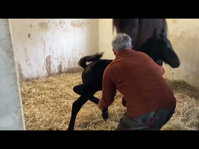 Poulain frison Eliott 1 an