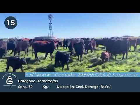 Lote HEMBRAS A TERMINO  - DOLORES/ GRAL GUIDO BS AS