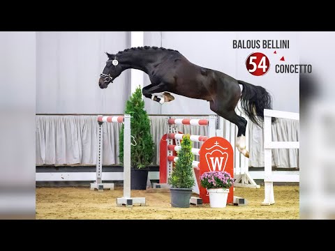 Westf. Hauptkörung Reitpferdehengste 2020: 54  Balous Bellini - Concetto - Justinian xx