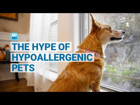 Hypoallergenic Cats and Dogs: Do They Exist?