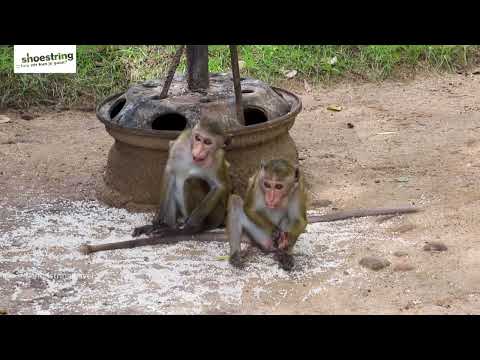 Sfeerimpressie (film)