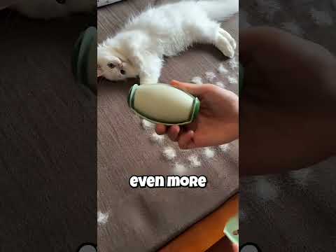 Pet owners are obsessed with this trick #cats #shorts