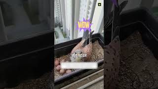 Man Steps Up to Help Baby Kestrel Born Outside His Window. #shorts #animalshorts