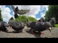 Pigeon Slow Motion London GoPro Hero 4 Black Test