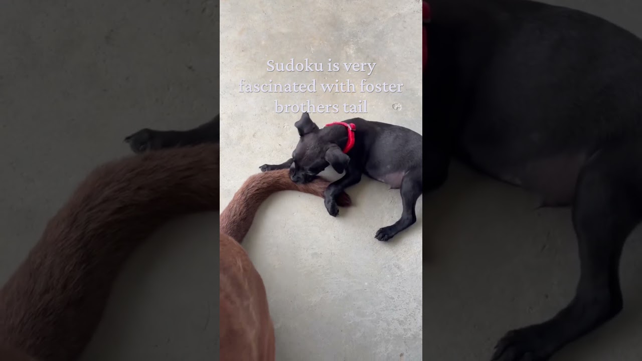 Enlarge Sudoku, a Adoptable mixed breed in Clinton, SC video 6/6