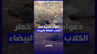 دعوات لتحييد خطر  الكلاب الضالة بالبيضاء thumbnail