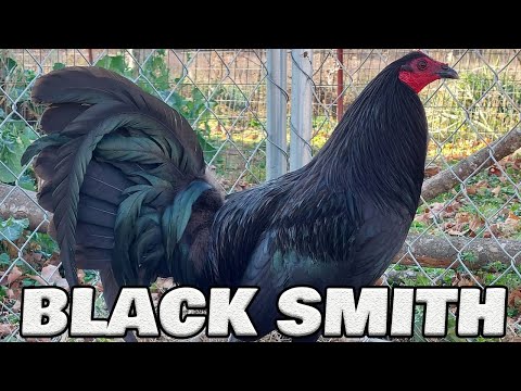 Beautiful Black Smith - Robby Smith Farm Tennessee | Sid taylor - Black Smiths - Hatch | Farm Visit