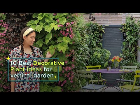 10 Best Decorative Plants ideas for vertical garden