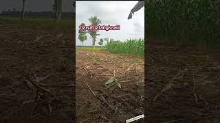 Download lagu lagu india sakit perut versi bahasa banjar 😁 #lagubanjarbolliwood mp3