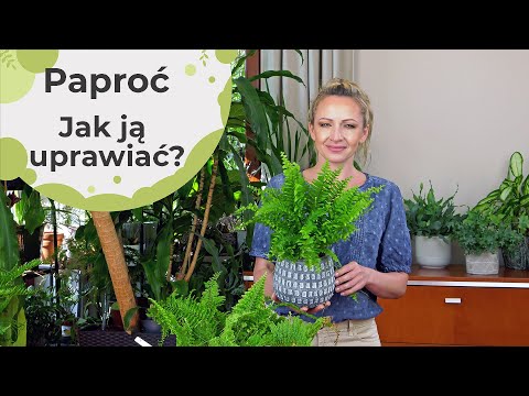 Dlaczego paproć marnieje Błędy w uprawie popularnej paprotki nefrolepis