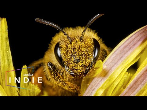 短片。蜜蜂被消滅的隱藏原因 (Short Film: The Hidden Reason Bees Are Being Wiped Out)
