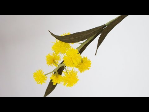 Golden Wattle Paper Flowers /Acacia pycnantha PAPER FLOWER