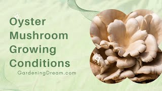 Oyster Mushroom Growing Conditions