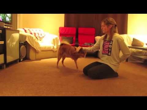 Awesome Dog Tricks by Kimma the Finnish Spitz