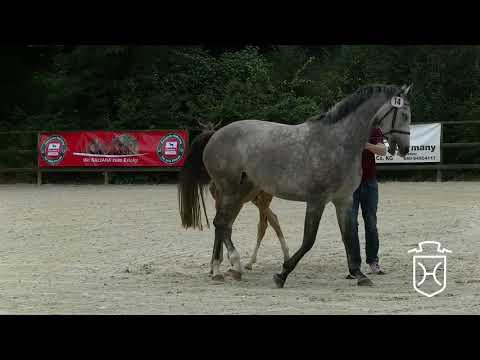 RD014 Hengstfohlen von Barcley   Cascadello I   Con Air