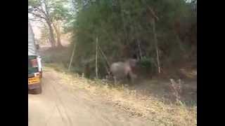 preview picture of video 'Elephants on Mudumalai Road Theppakadu.'