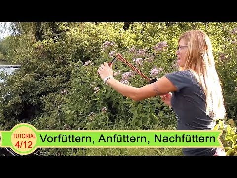 Vorfüttern Anfüttern Nachfüttern auf Karpfen