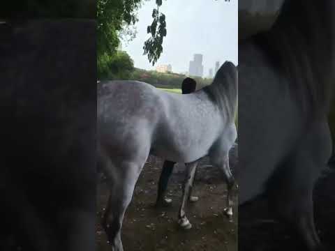 Aqil Al Shaqab 17 #horse #sporthorse #marwarihorse #arabianhorse #horselover #polohorse #horsefeed