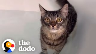 Woman Throws A Rave Bath For Her Cat Who Loves Bath Time | The Dodo
