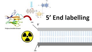 5 prime end labelling | end labeling of DNA | How do you label the prime ends of the DNA molecule