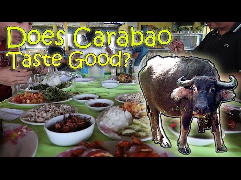 download lagu mp3 mp4 What Does Water Buffalo Taste Like, download lagu What Does Water Buffalo Taste Like gratis, unduh video klip What Does Water Buffalo Taste Like