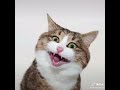Kucing Sok Imut