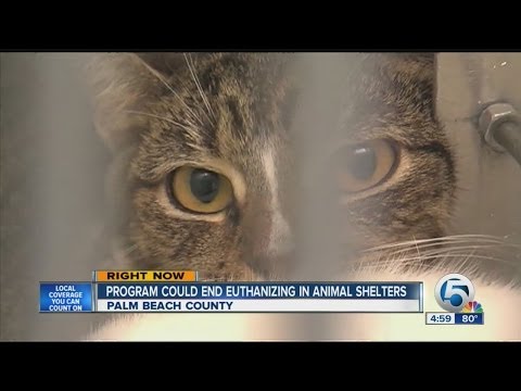 Program could euthanize in animal shelters